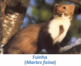 /album/fauna-na-ppafcc/fuinha-png/