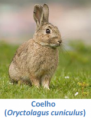 /album/fauna-na-ppafcc/coelho-png/