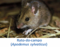 /album/fauna-na-ppafcc/rato-png/
