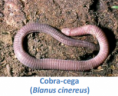 /album/fauna-na-ppafcc/cobra-png/