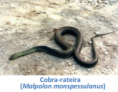 /album/fauna-na-ppafcc/cobrarateira-png/