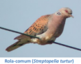 /album/fauna-na-ppafcc/rola-png/