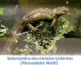 /album/fauna-na-ppafcc/salamandra-png/